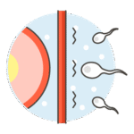 Pregnancy-Sperms-Reproduction